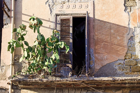 In Bagheria, Italy, a plant of prickly pear, grown on the balcony of a very old house.の写真素材