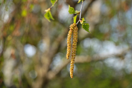 Birch budsの写真素材