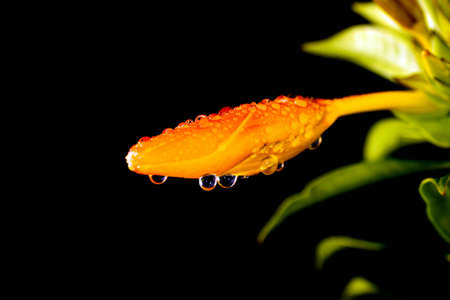 Butter Cup Budの写真素材