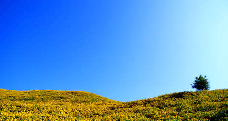 Alone treeの写真素材