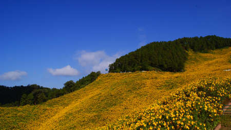 Hill of Yellow Flowerの写真素材