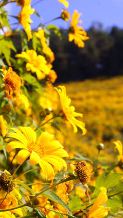 Yellow Flowerの写真素材