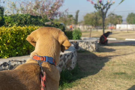 Happy woman with dogs in a park, black wearing and old labradorの写真素材