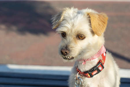 Happy woman with dogs in a park, black wearing and old labradorの写真素材