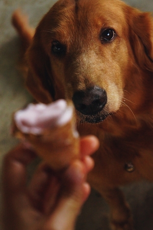 The eyes of the Golden Retriever. I want to eat strawberry ice cream.の写真素材