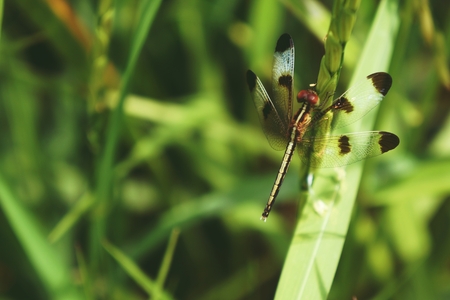 Neurothemis tullia, the pied paddy skimmer, is a species of dragonfly found in south and south-east Asia.の写真素材