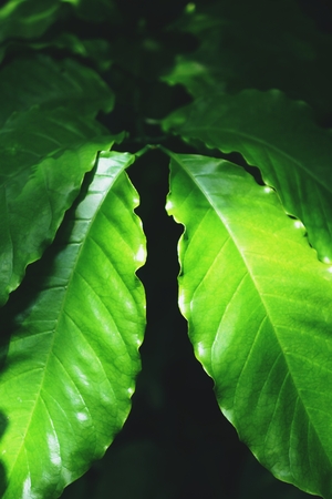Robusta coffee has a higher caffeine content than Arabica coffee. It has a bitter taste and is...