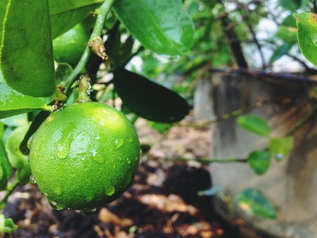 Lemon is a kind of fruit. The result is sour. Organized in Citrus , the green color when cooked is yellow Used as a seasoning In addition, it is considered nutritious and medical.の写真素材