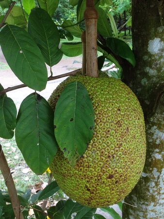 Jackfruit is a large perennial plant. In the same family as sake.  single leaves, alternating...