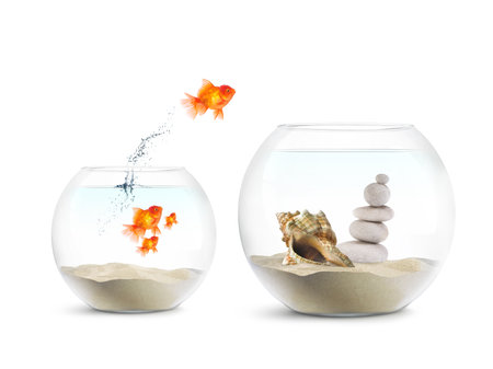 Goldfish jumping out of the aquarium with stones and shell isolated on white backgroundの写真素材