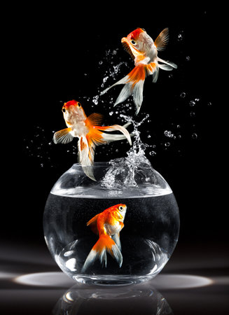 Goldfish jumping into a water bowl with splashes on black backgroundの写真素材