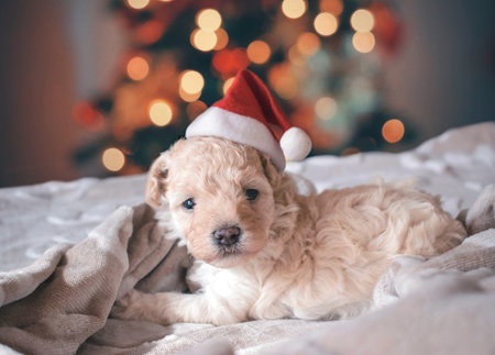 Cute puppy in santa hat lying on bed at home.の写真素材