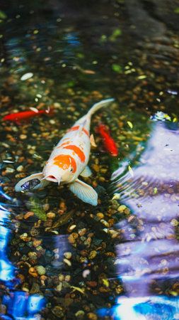 Koi fish swimming in a pond. Selective focus and shallow depth of field.の写真素材