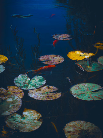 Colorful water lily and goldfish on the surface of the waterの写真素材