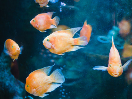 tropical fish in an aquarium, close-up, selective focusの写真素材