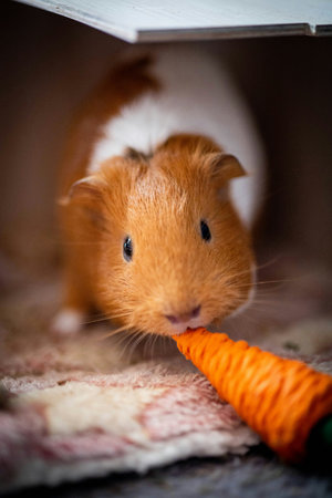 Cute red guinea pig with orange nose playing with orange ropeの写真素材