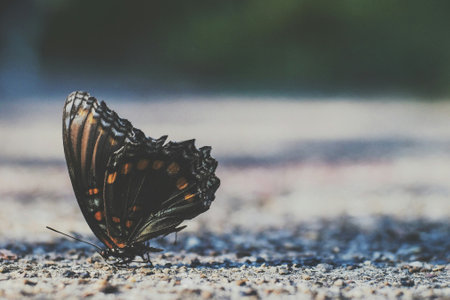 Butterfly on the road in the forest. Nature background.の写真素材