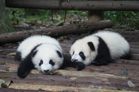 Panda in the zoo, Chengdu, Sichuan Province, Chinaの写真素材