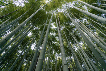 Bamboo forest in Arashiyama, Kyoto, Japan.の写真素材