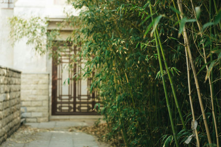 Bamboo garden with wooden door, nature background, vintage tone.の写真素材