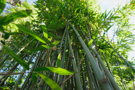 Bamboo forest in a sunny day. Shallow depth of field.の写真素材