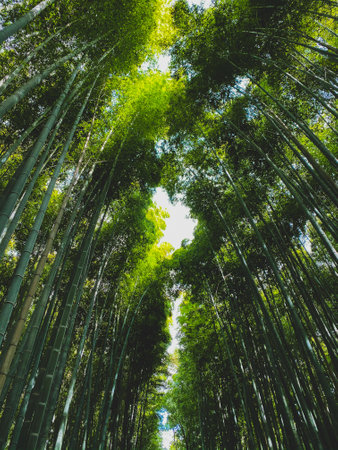 Bamboo forest at Arashiyama, Kyoto, Japan.の写真素材
