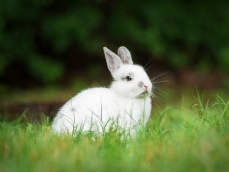 Cute white rabbit sitting on green grass in the garden. Selective focus.の写真素材