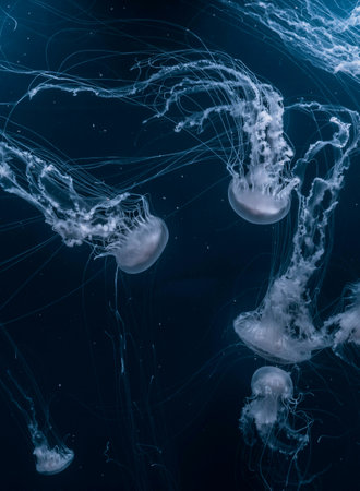 Jellyfish in the deep blue sea. Jellyfish is a marine species of the genus Phyllorhiza.の写真素材