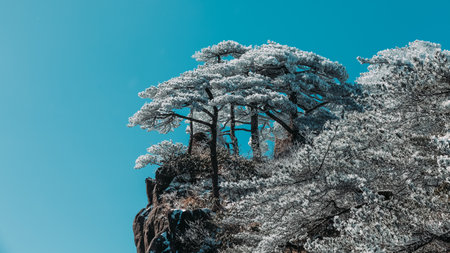 Cherry blossoms and pine trees in Himeji, Japanの写真素材