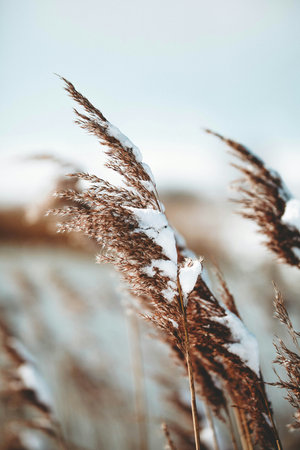 Dry grass covered with snow in winter. Shallow depth of field.の写真素材