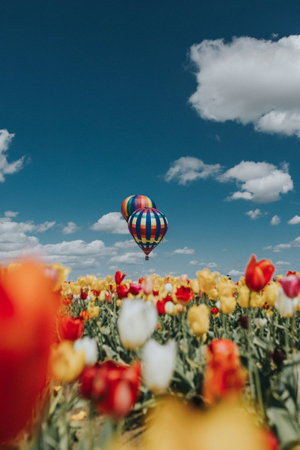 Colorful hot air balloon flying over field of tulips during springの写真素材