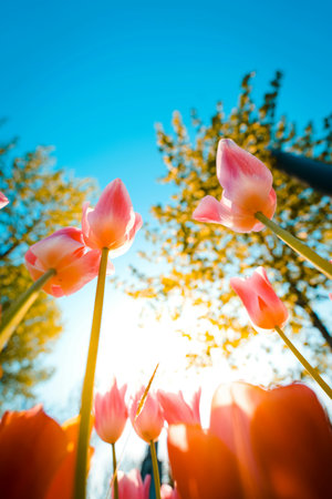 Tulip. Beautiful bouquet of tulips. colorful tulips. tulips in spring,colourful tulipの写真素材
