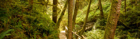 Panoramic view of a hiking trail in the rain forest.