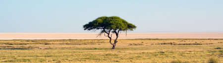 Lone acacia tree in Serengeti National Park, Tanzaniaの写真素材