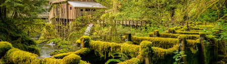 Moss covered bridge in the middle of the forest, Washington.の写真素材