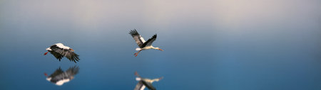 White stork in flight on a blue sky background, panoramaの写真素材