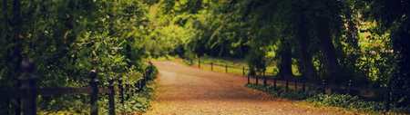 Path in the park in autumn. Nature background. Panoramic photo.の写真素材