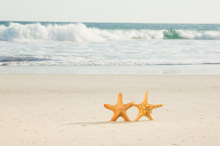 Two starfish kept on sand at beach