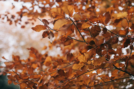 Autumn leaves on the branches of a tree in the park.