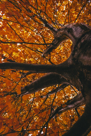 Old tree in autumn forest with yellow leaves. Autumnal background.の写真素材