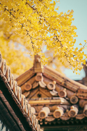 Ginkgo biloba tree with yellow leaves in autumn season.の写真素材