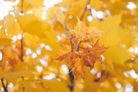 Yellow maple leaves on a tree in autumn. Selective focus.
