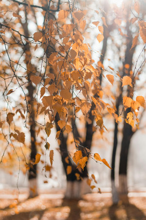 Autumn birch leaves on a background of the autumn forest.