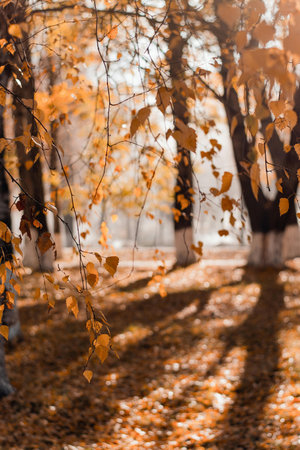 autumn forest with sun rays and falling leaves. shallow depth of fieldの写真素材