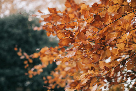 Autumn leaves on a tree in the forest. Selective focus.の写真素材
