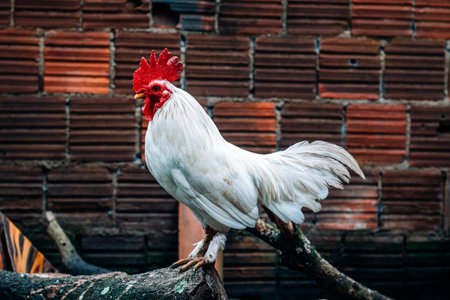 White rooster on the branches of a tree against a brick wallの写真素材