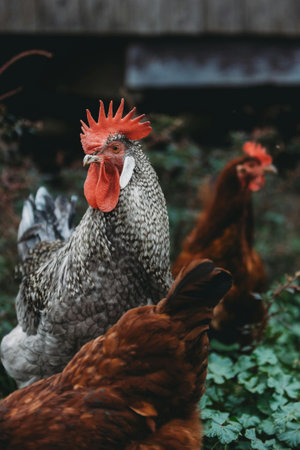 chickens and rooster on traditional free range poultry farm in countrysideの写真素材