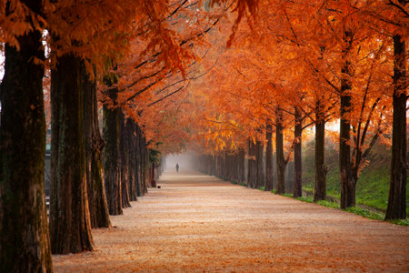 Autumn alley with fallen leaves in the park. Beautiful autumn landscape.の写真素材