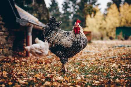 Rooster on the farm. Rooster in the yard. Rooster in the village.