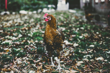 Portrait of a rooster in the park. Selective focus.の写真素材